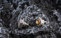 Faith Audio E1000 - MusicTeck 
